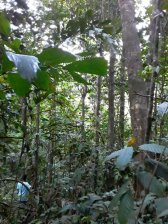 Terreno en Venta en Cerro Azul Ciudad de Panamá, Panamá